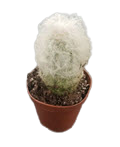 2" Cactus Dybowski